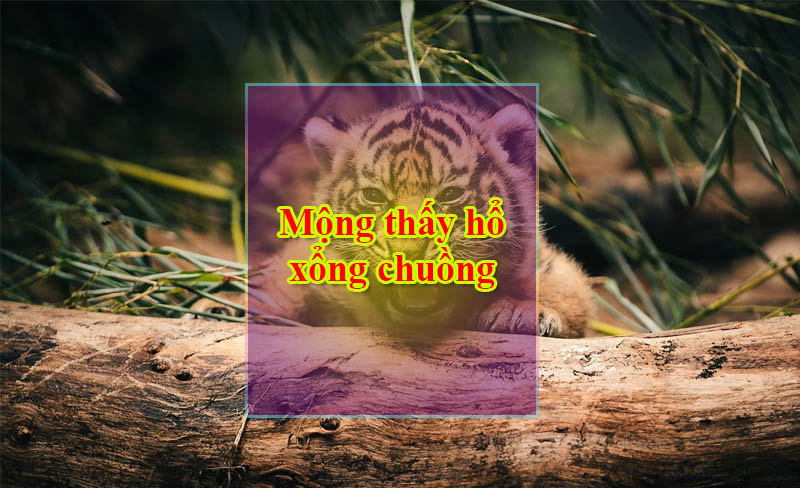 Mộng thấy hổ xổng chuồng Mộng thấy hổ xổng chuồng