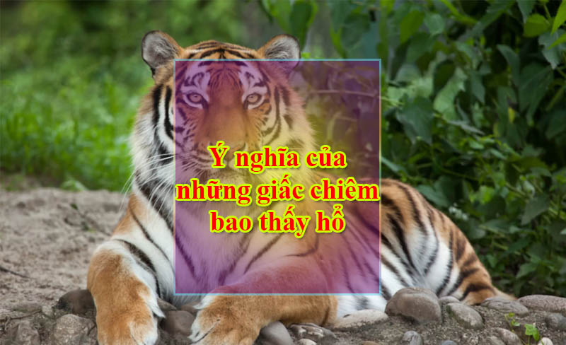 Ý nghĩa của những giấc chiêm bao thấy hổ Ý nghĩa của những giấc chiêm bao thấy hổ