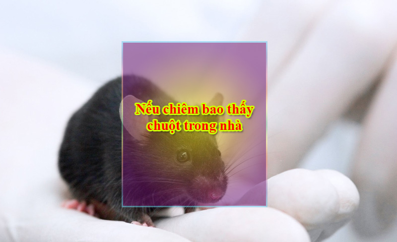 Nếu chiêm bao thấy chuột trong nhà