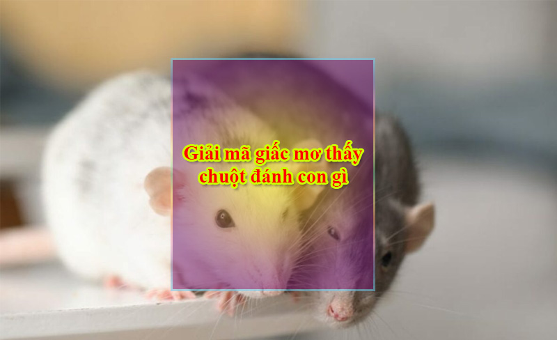 Giải mã giấc mơ thấy chuột đánh con gì để rước phần thưởng lớn
