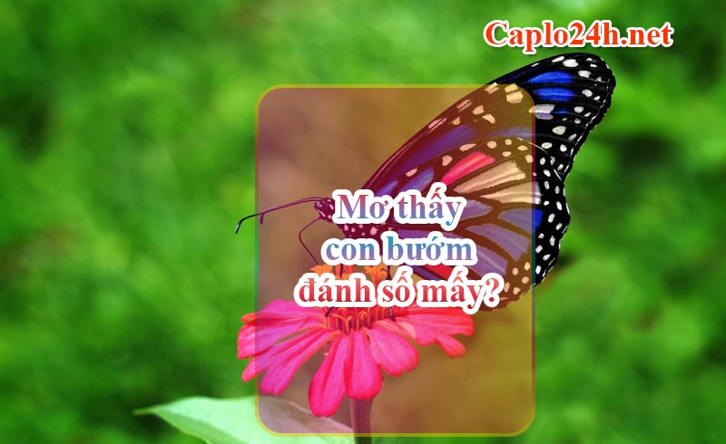 Mơ thấy con bướm đánh số mấy?
