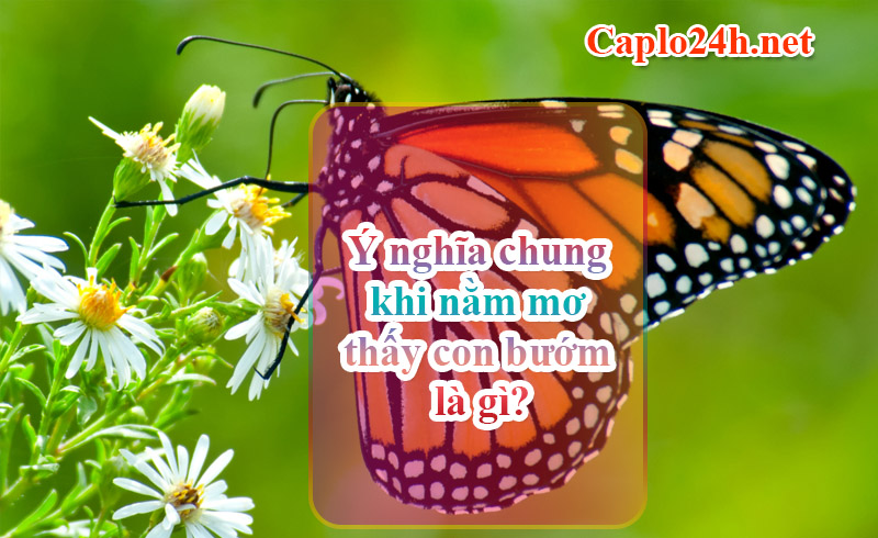 Ý nghĩa chung khi nằm mơ thấy con bướm là gì?
