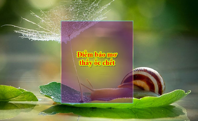 Điềm báo mơ thấy ốc chết