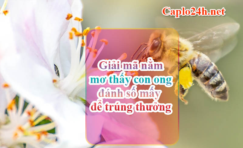 Giải mã nằm mơ thấy con ong đánh số mấy để trúng thưởng