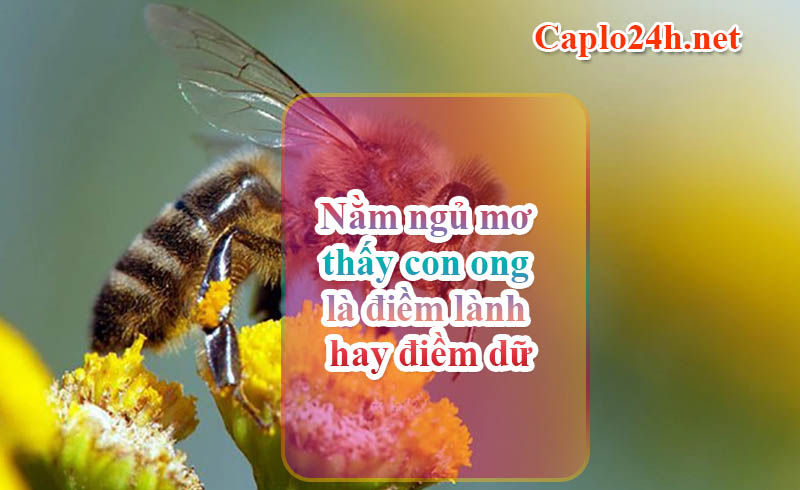 Nằm ngủ mơ thấy con ong là điềm lành hay điềm dữ