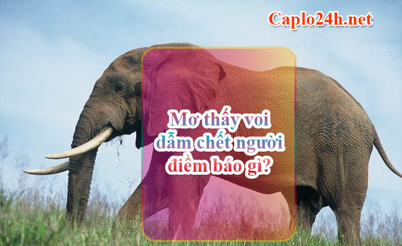 Mơ thấy voi dẫm chết người điềm báo gì?