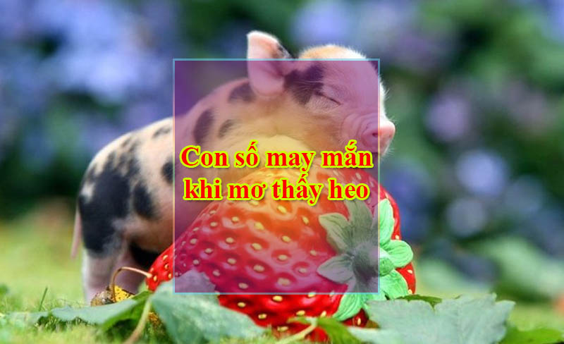 Con số may mắn khi mơ thấy heo