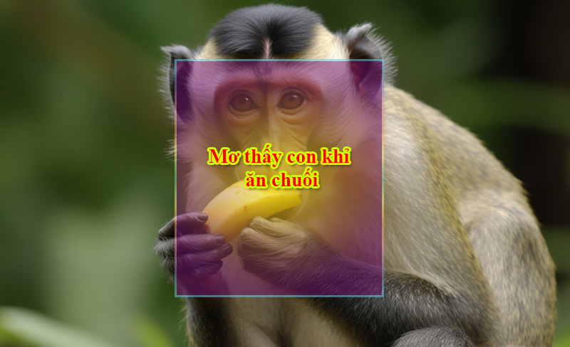 Mơ thấy con khỉ ăn chuối Mơ thấy con khỉ ăn chuối