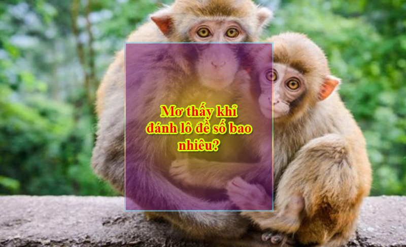 Mơ thấy khỉ đánh lô đề số bao nhiêu Mơ thấy khỉ đánh lô đề số bao nhiêu
