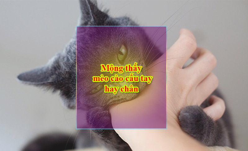 Mộng thấy mèo cào cấu tay hay chân Mộng thấy mèo cào cấu tay hay chân