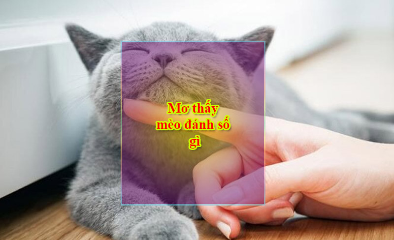 Mơ thấy mèo đánh số gì Mơ thấy mèo đánh số gì