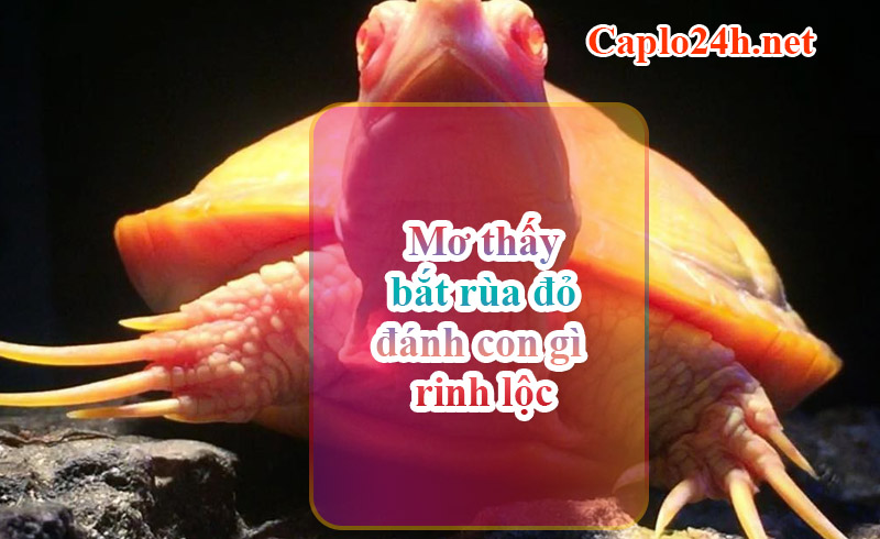 Mơ thấy bắt rùa đỏ đánh con gì rinh lộc