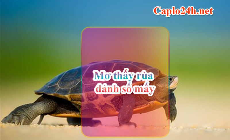 Mơ thấy rùa đánh số mấy? Chi tiết từng giấc mơ