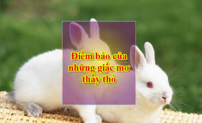 Điềm báo của những giấc mơ thấy thỏ